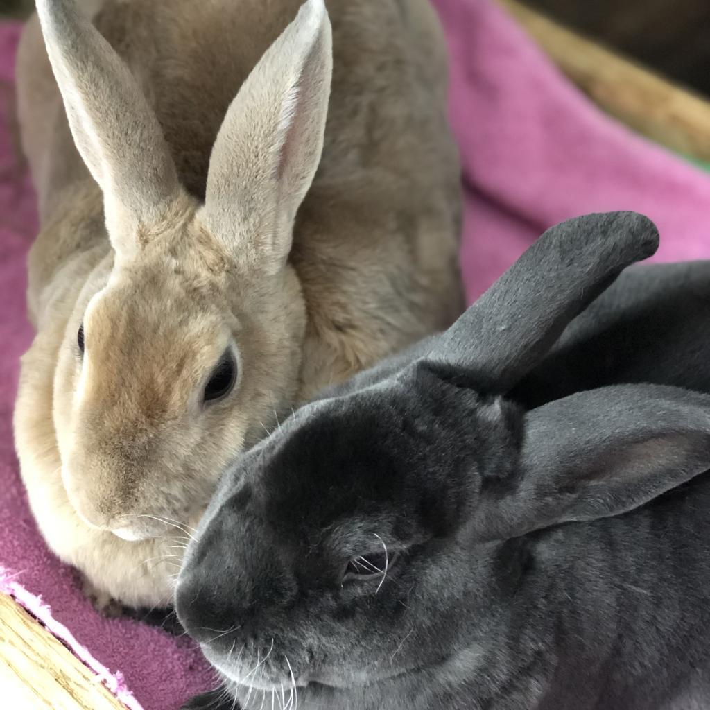 Kotya, a Adoptable Mini Rex in The Woodlands, TX image 5/5