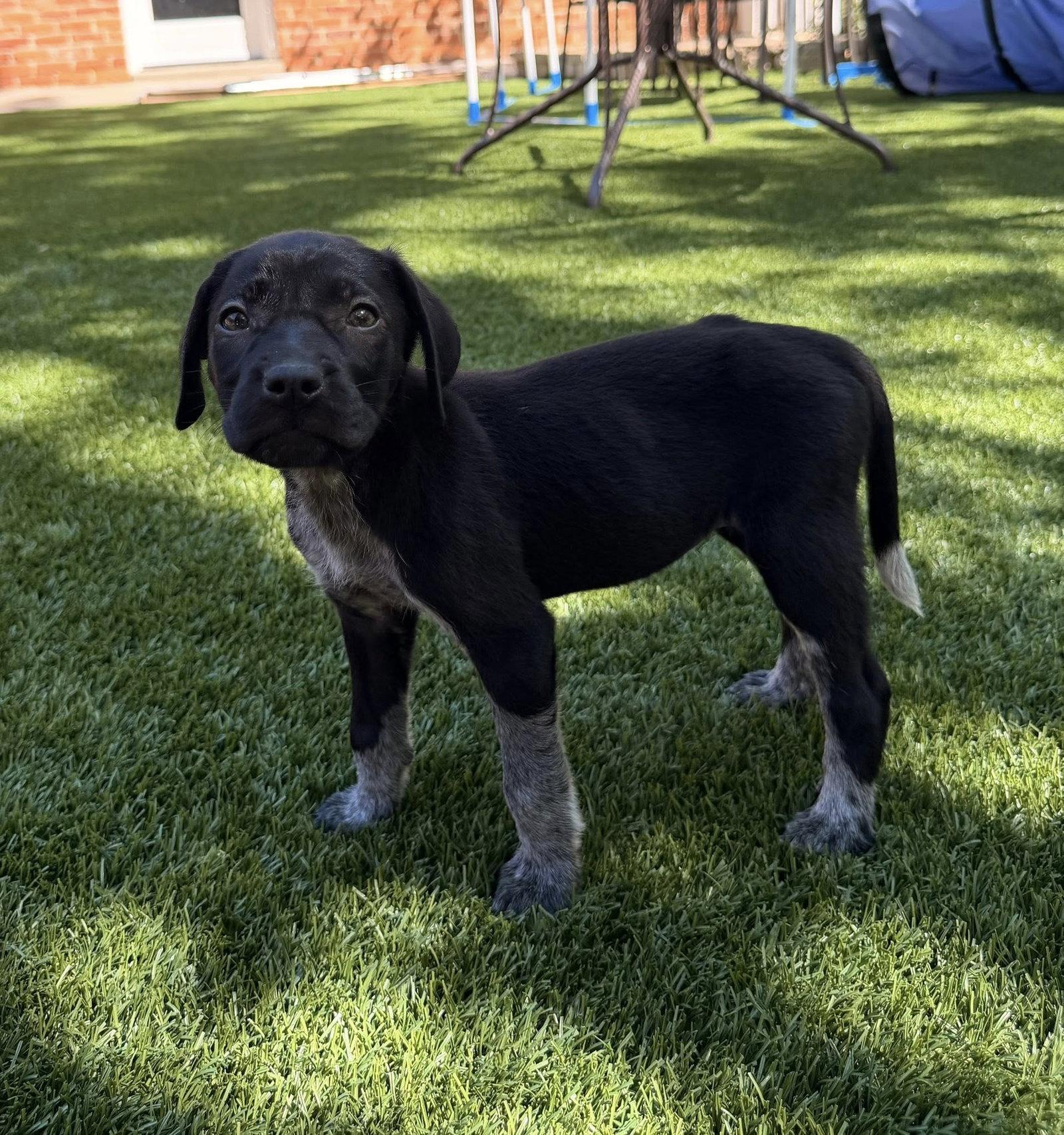 Maple, a Adopted German Shorthaired Pointer in Greenville, SC image 1/3