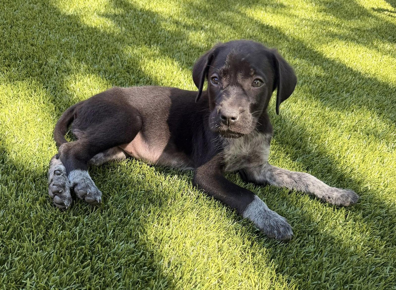 Maple, a Adopted German Shorthaired Pointer in Greenville, SC image 2/3