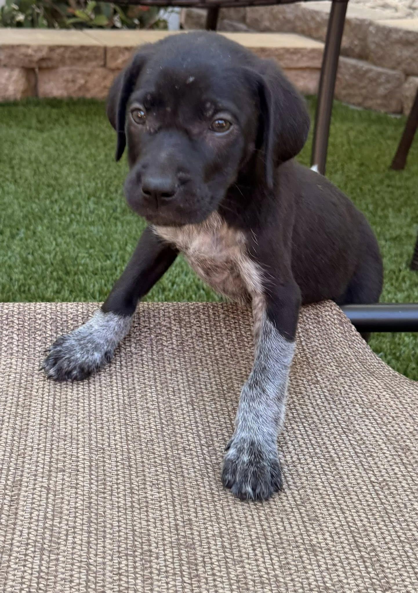 Maple, a Adopted German Shorthaired Pointer in Greenville, SC image 3/3
