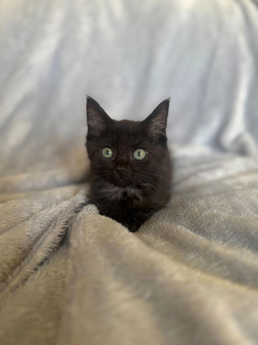 Licorice, Adoptable, Kitten Female Domestic Short Hair.