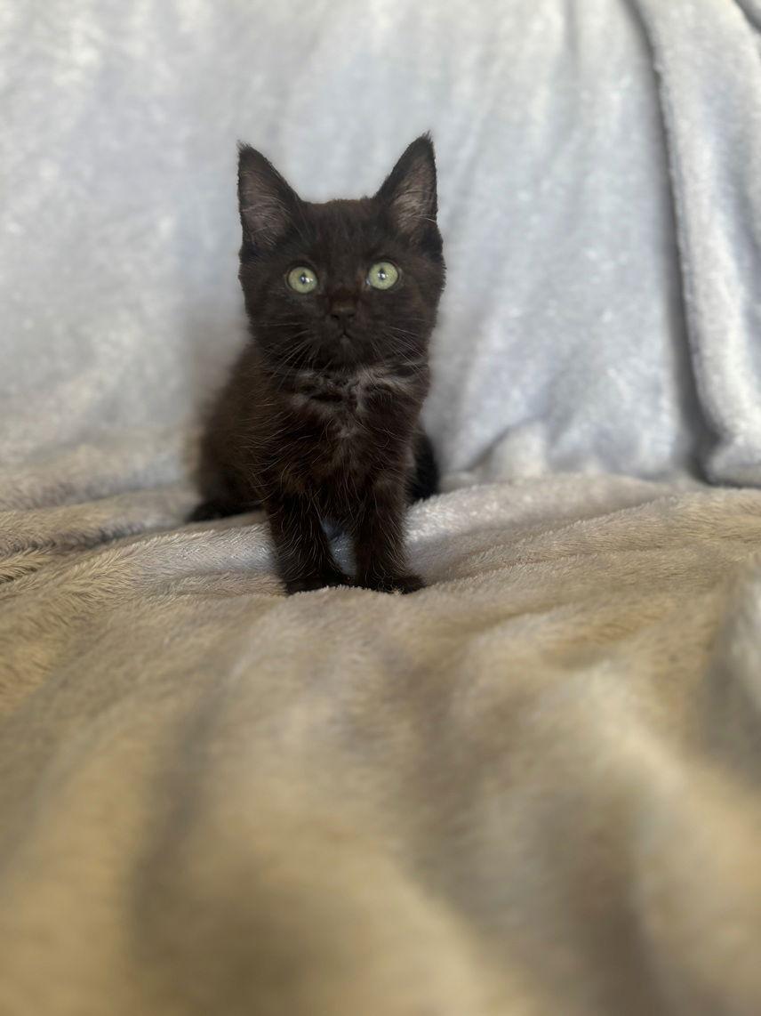 Enlarge Licorice, a Adoptable Domestic Short Hair in Nashville, TN image 2/3