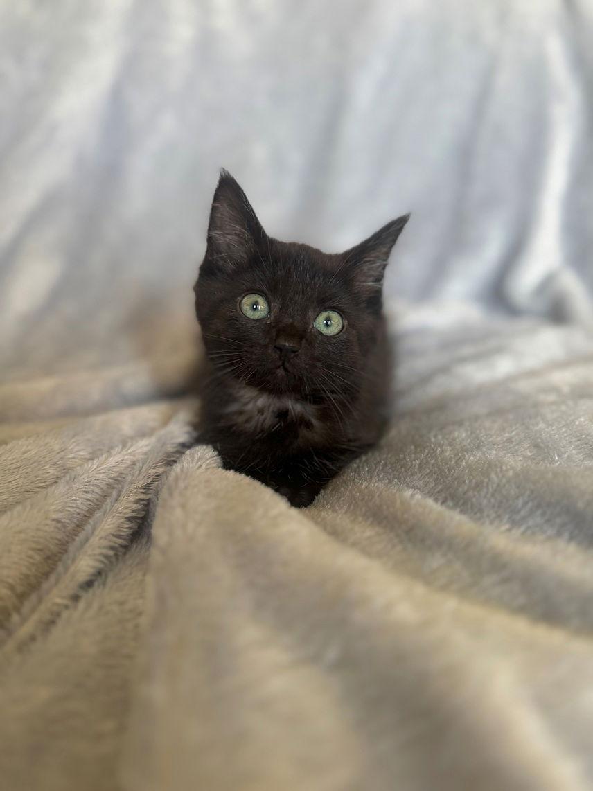 Enlarge Licorice, a Adoptable Domestic Short Hair in Nashville, TN image 3/3