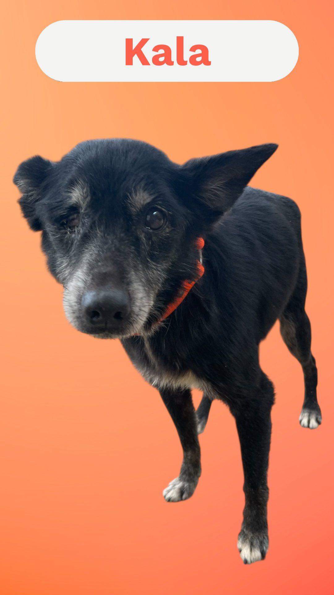 Kala - Sweet Senior - Good with KIDS, DOGS & CATS