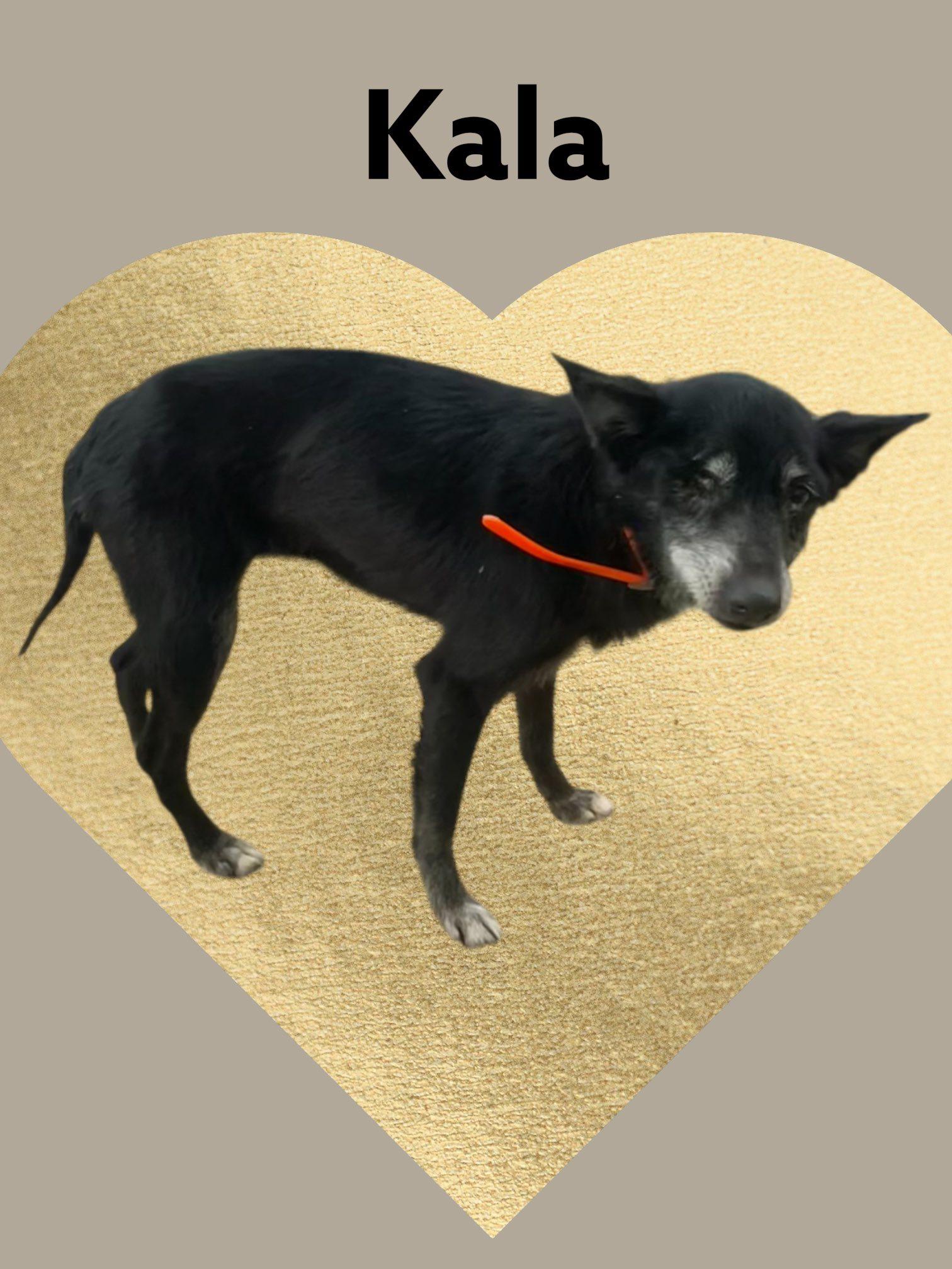 Kala - Sweet Senior - Good with KIDS, DOGS & CATS