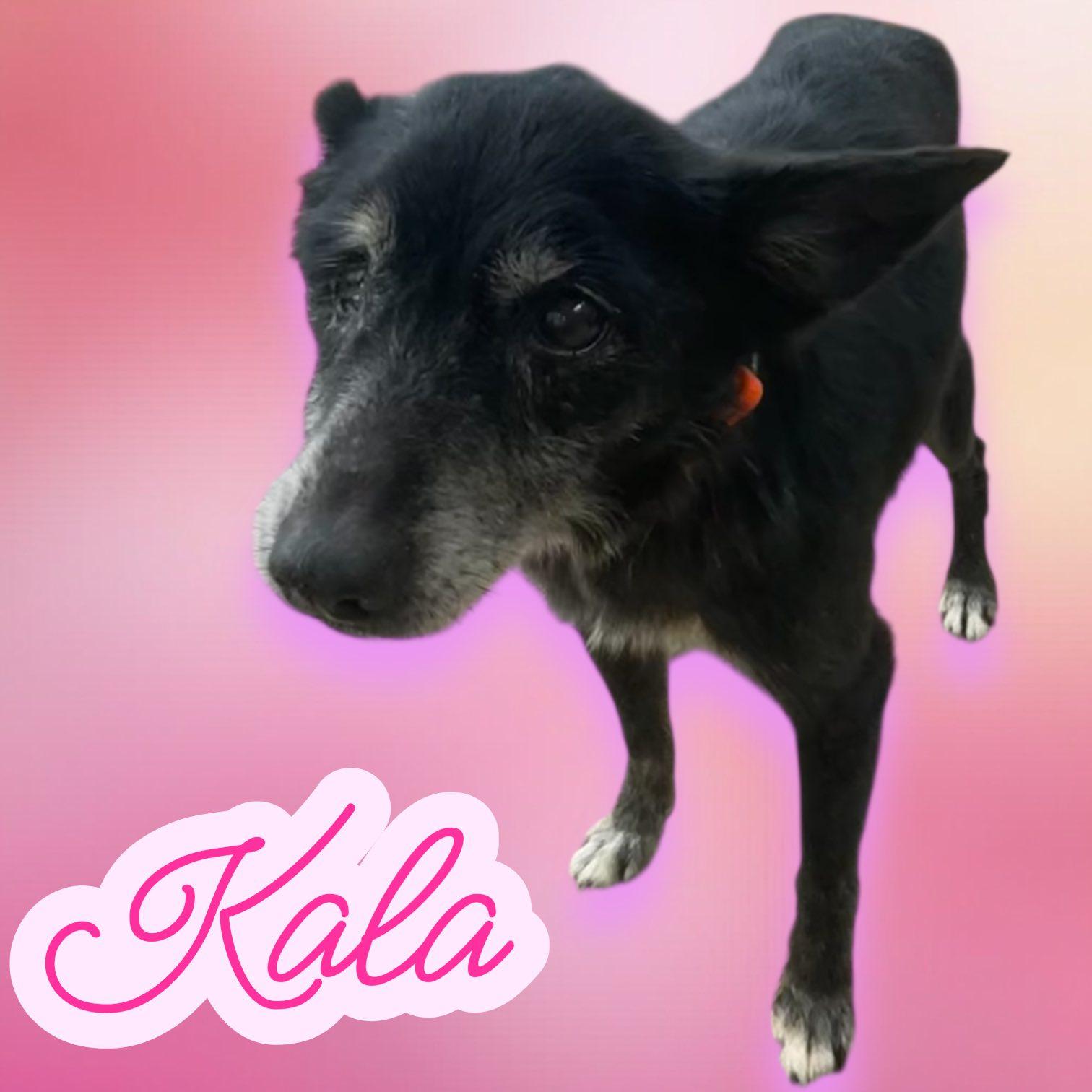 Kala - Sweet Senior - Good with KIDS, DOGS & CATS