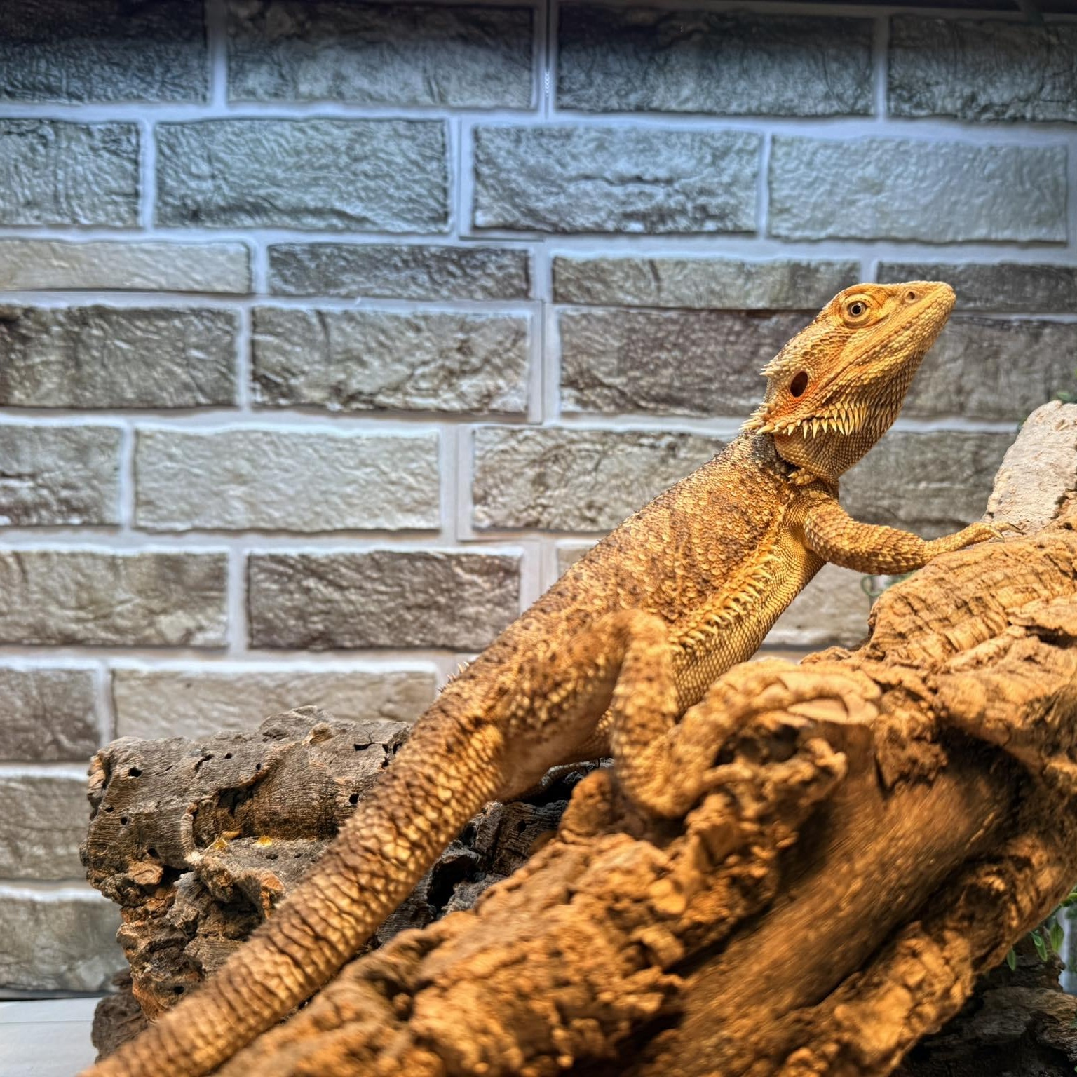 Enlarge Waffles, an adopted Bearded Dragon in Lancaster, PA image 1/1