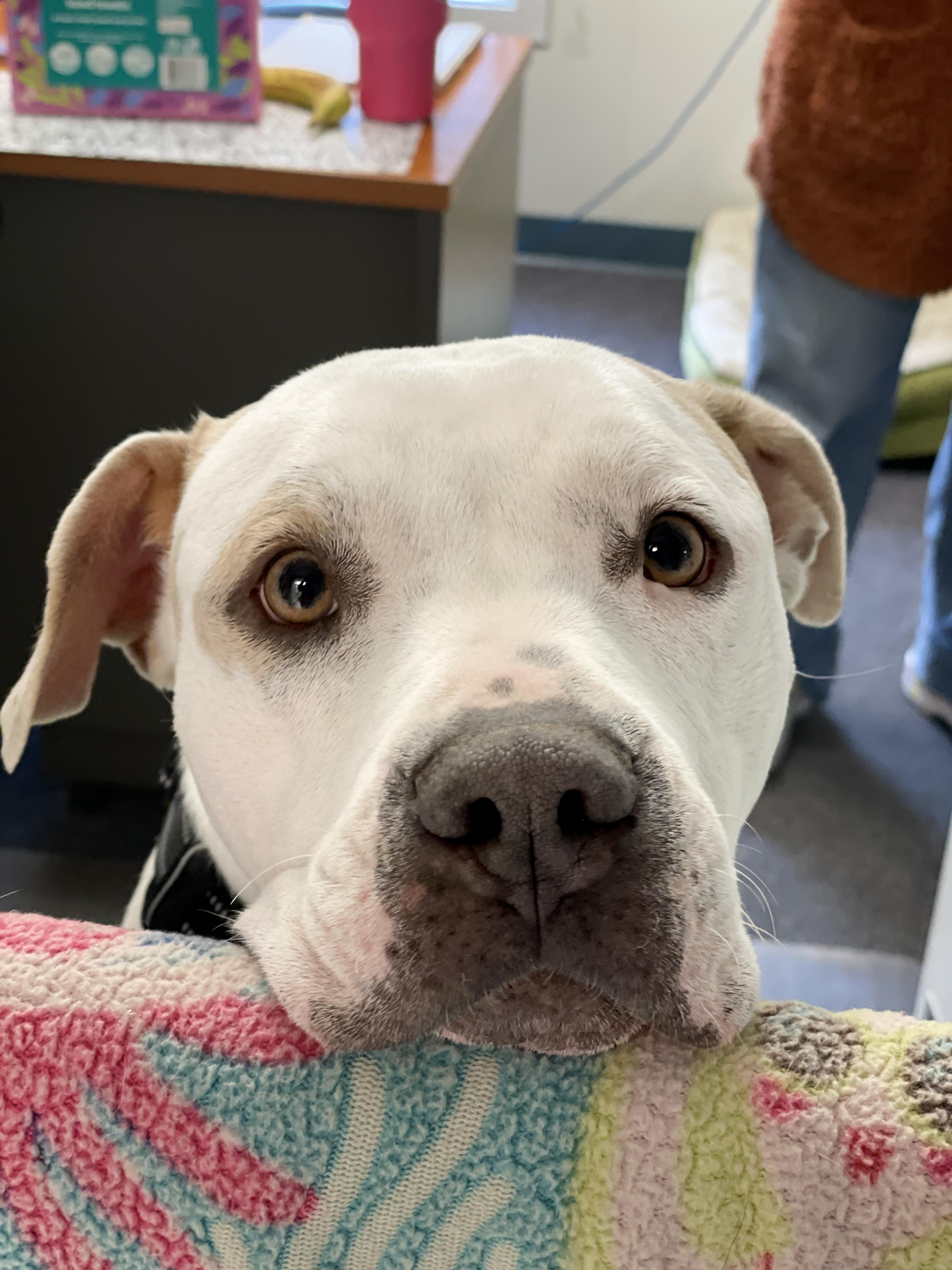 Freya, a ADOPTABLE mixed breed in Charles Town, WV image 5/5