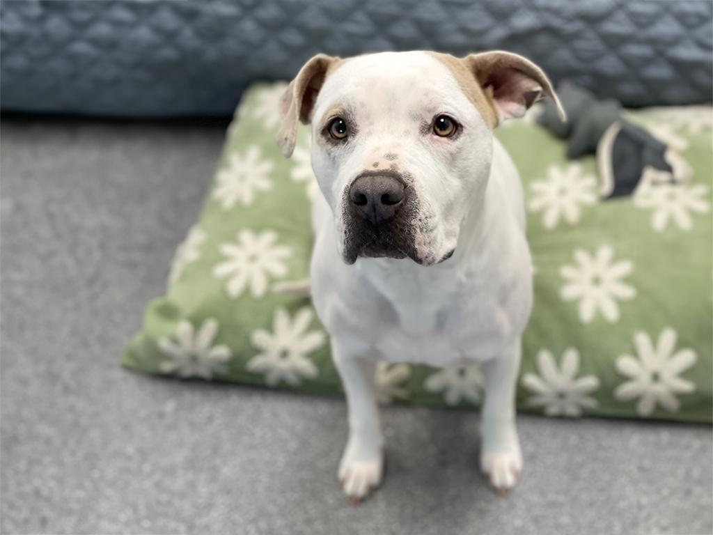 Freya, a ADOPTABLE mixed breed in Charles Town, WV image 4/5