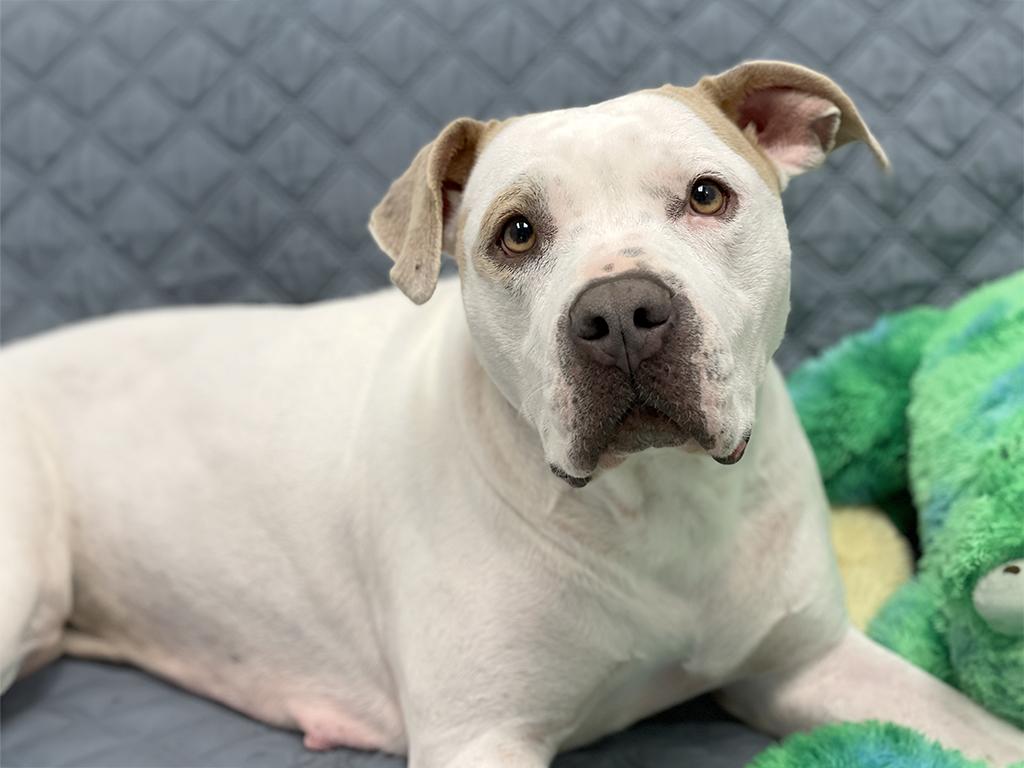 Freya, a ADOPTABLE mixed breed in Charles Town, WV image 2/5