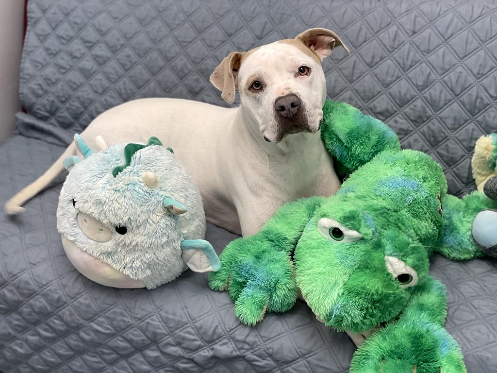 Freya, ADOPTABLE, Adult Female Terrier.