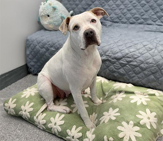 Freya, a ADOPTABLE mixed breed in Charles Town, WV image 3/5