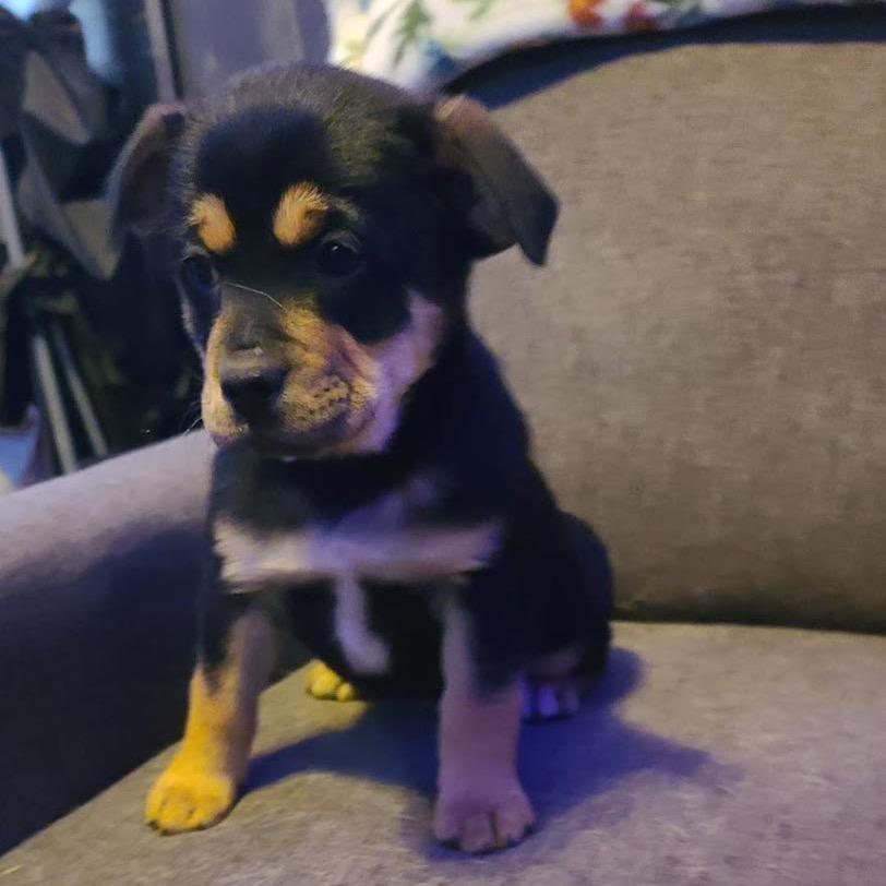 Navel, Adoptable, Puppy Male English Bulldog.