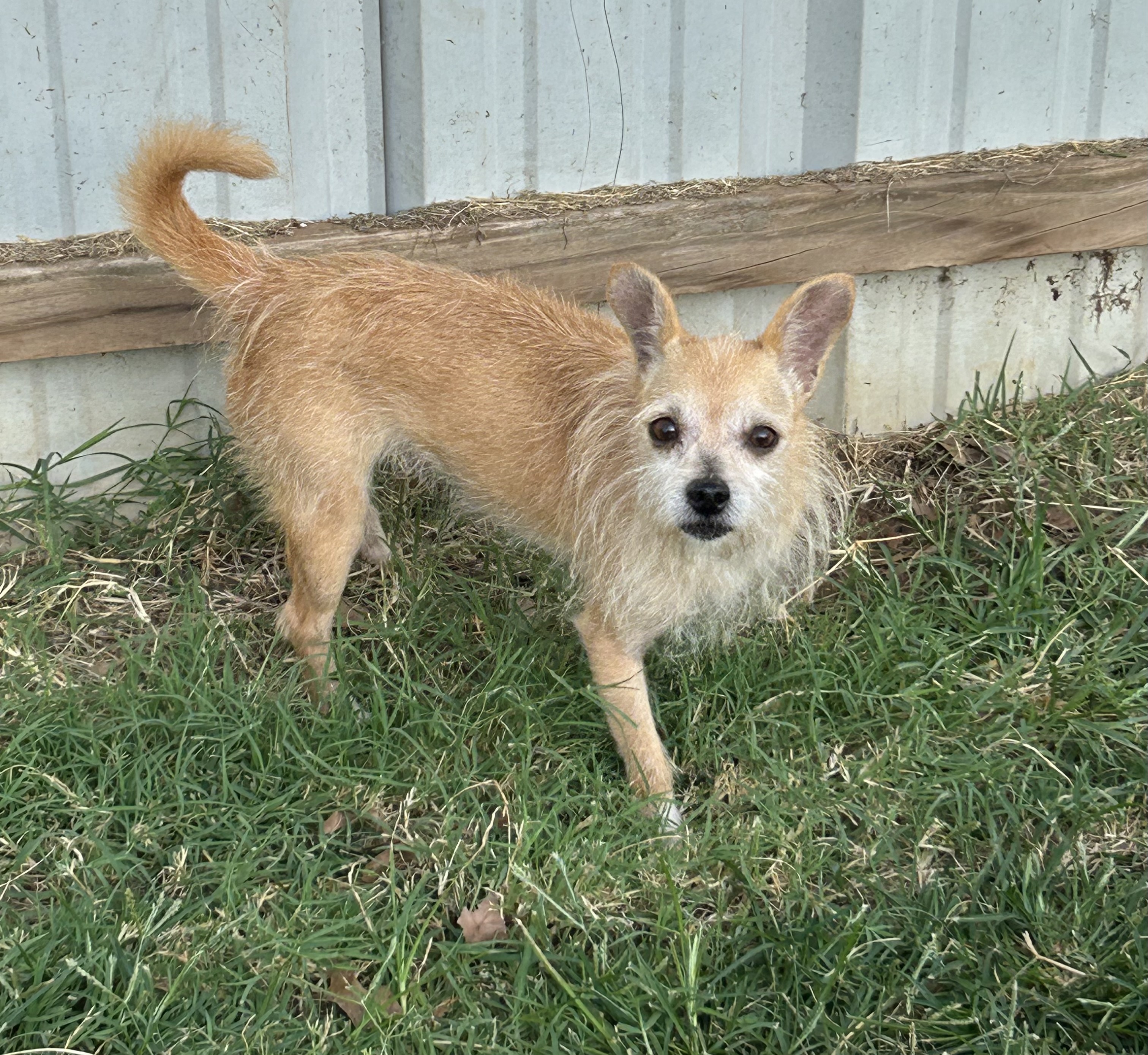 Enlarge Goldie, a Adoptable Terrier in Chickasha, OK image 1/3