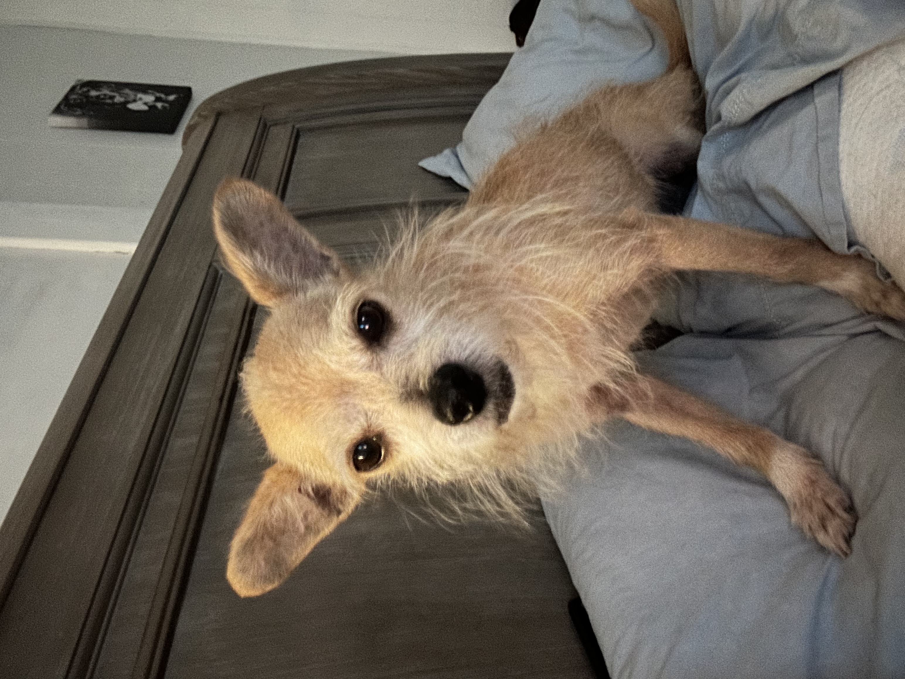 Enlarge Goldie, a Adoptable Terrier in Chickasha, OK image 2/3