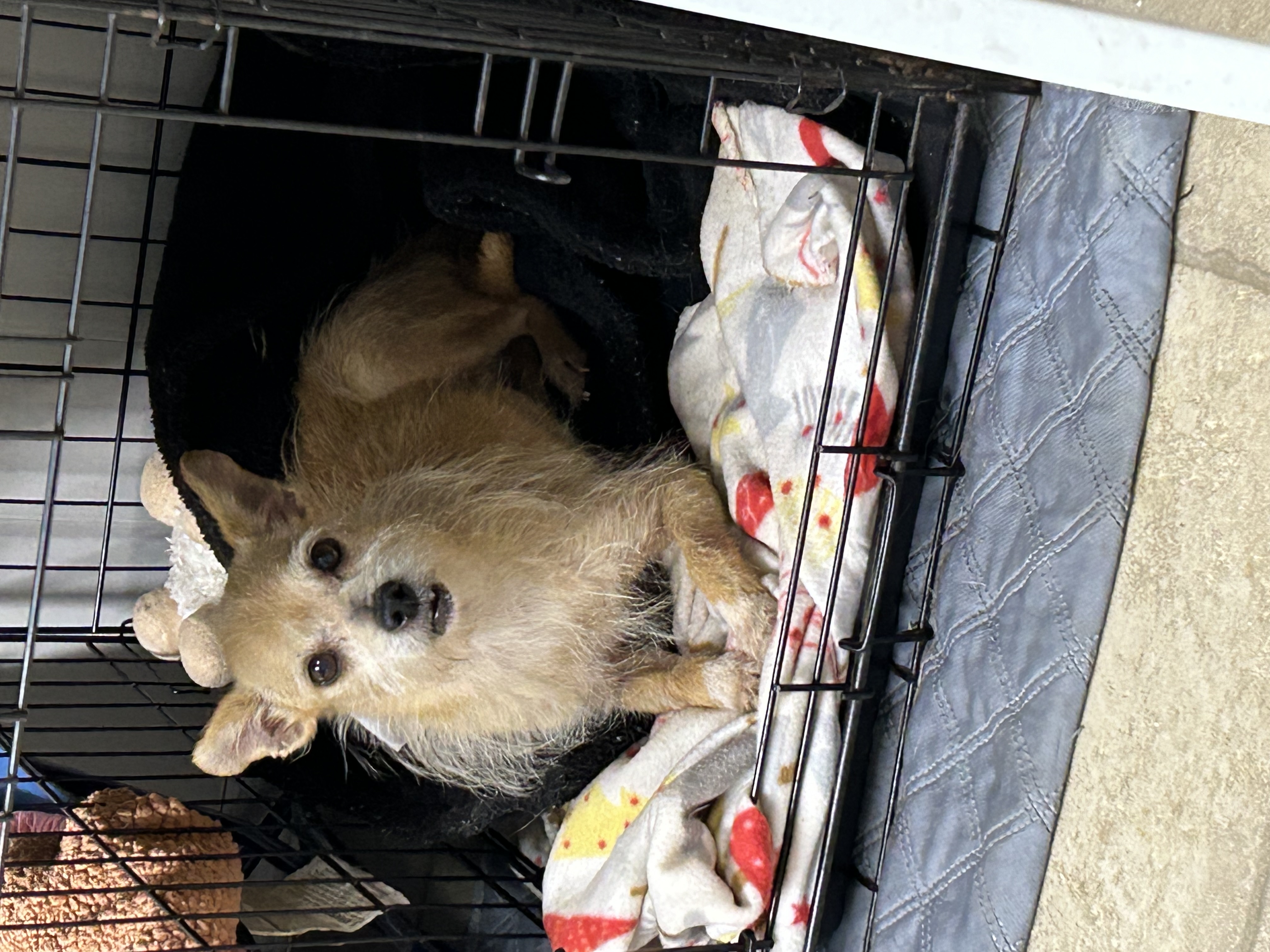 Enlarge Goldie, a Adoptable Terrier in Chickasha, OK image 3/3