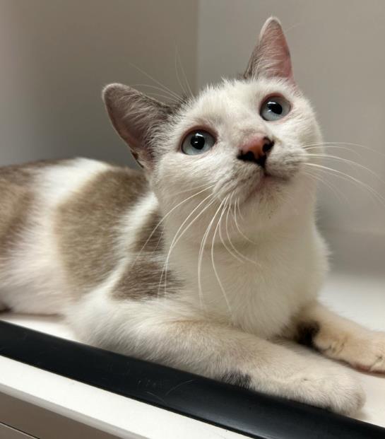 Enlarge TOFU, a Adoptable Domestic Short Hair in Sugar Land, TX image 1/1
