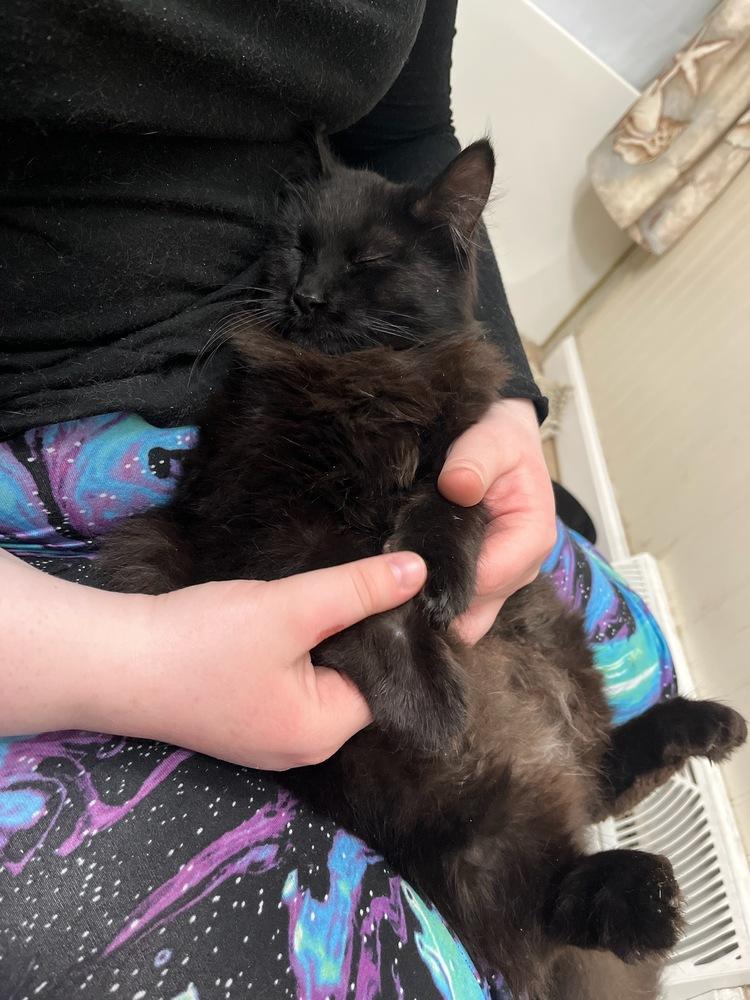 Enlarge Katrina, a Adopted Domestic Long Hair in Utica, NY image 1/5