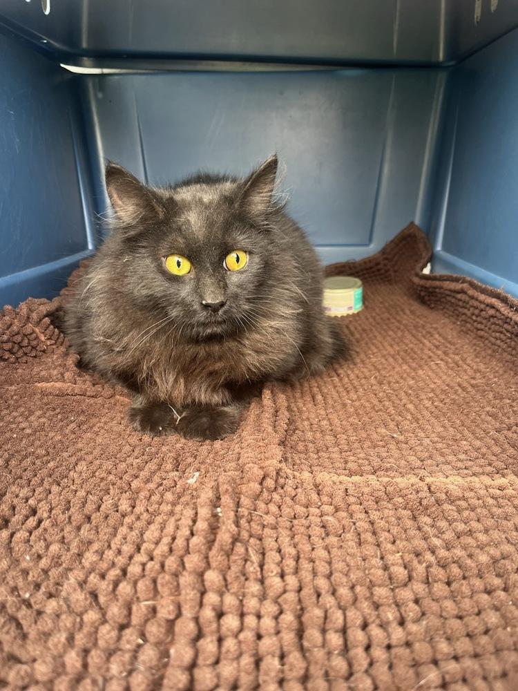 Enlarge Katrina, a Adopted Domestic Long Hair in Utica, NY image 2/5