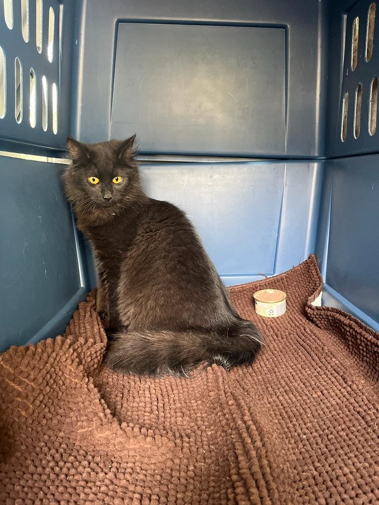 Enlarge Katrina, a Adopted Domestic Long Hair in Utica, NY image 3/5