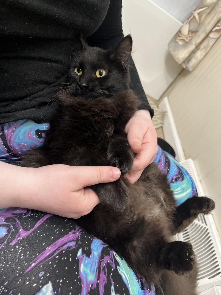 Enlarge Katrina, a Adopted Domestic Long Hair in Utica, NY image 4/5