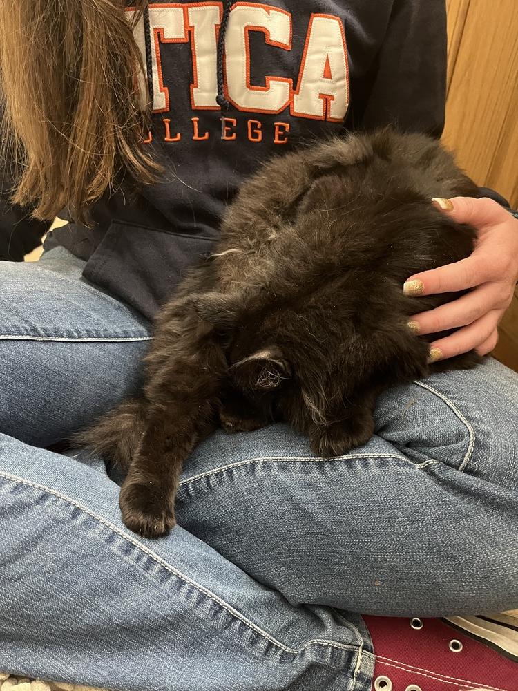 Enlarge Katrina, a Adopted Domestic Long Hair in Utica, NY image 5/5