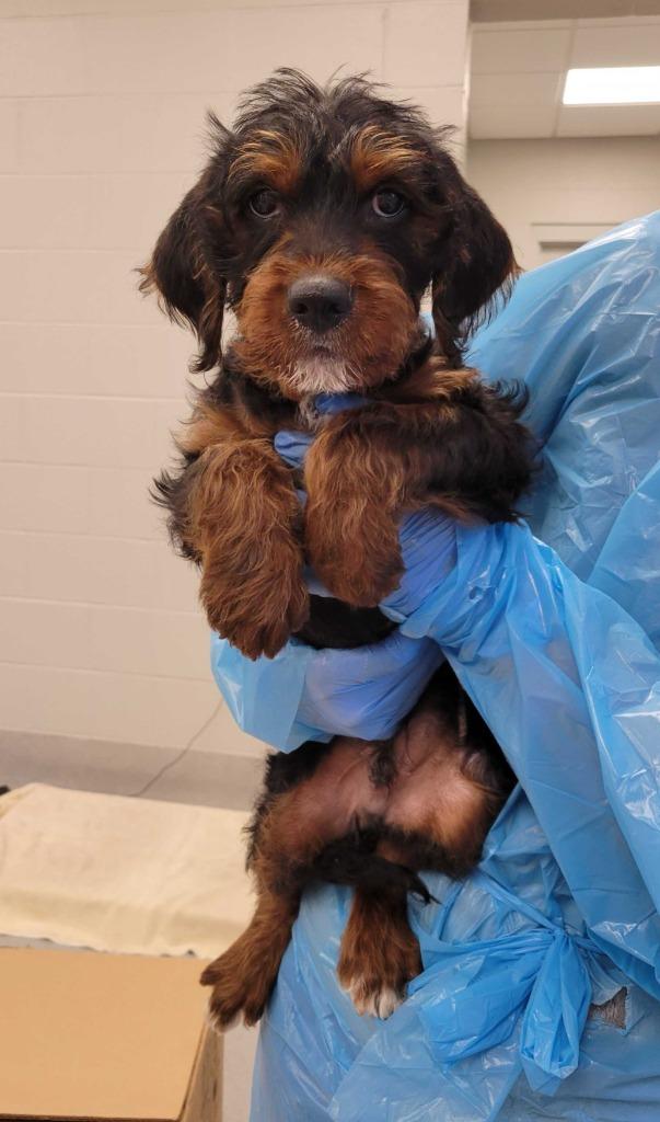 Rectangle, Adoptable, Puppy Male Mixed Breed.
