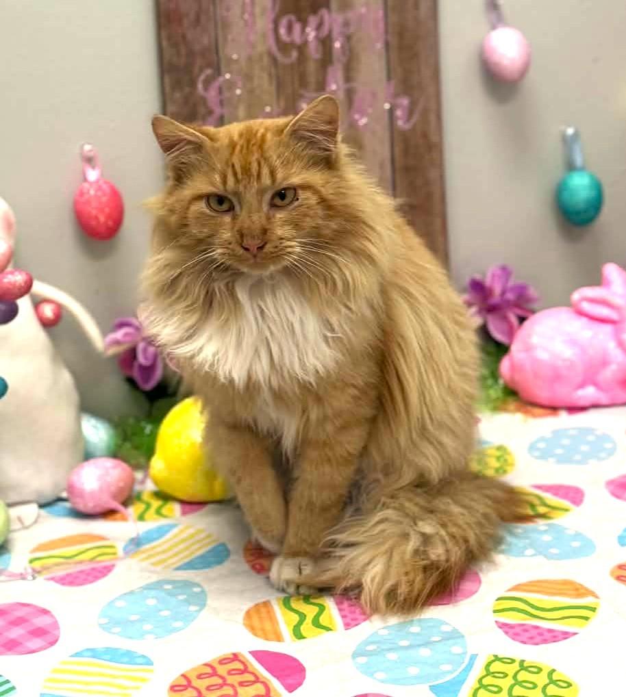 Enlarge Squash, an adopted mixed breed in Wedowee, AL image 4/6
