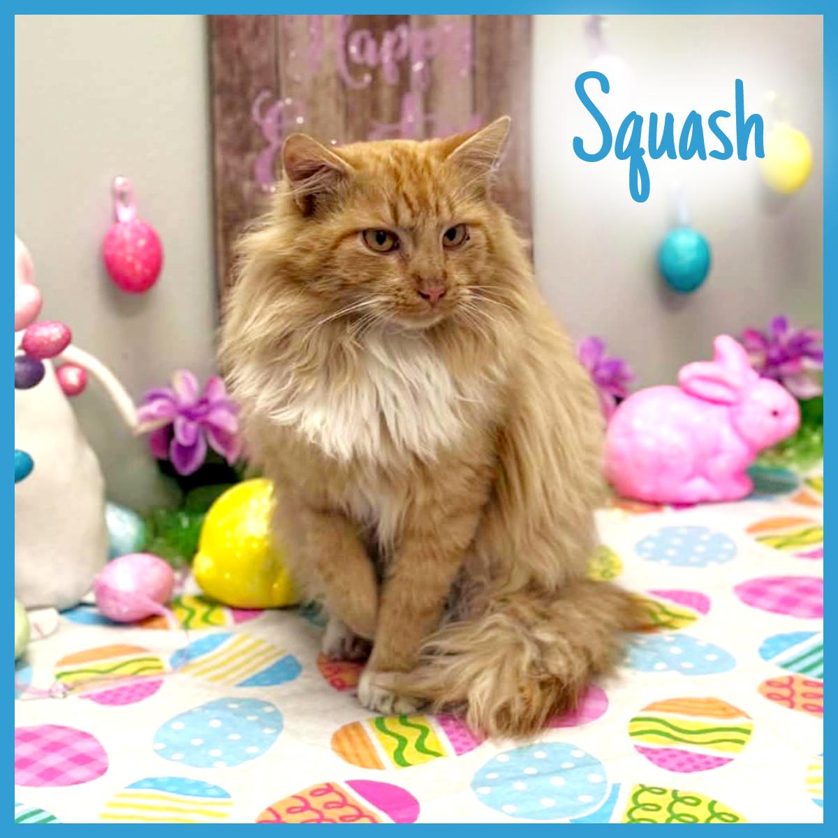 Squash, adopted, Young Male Domestic Long Hair.