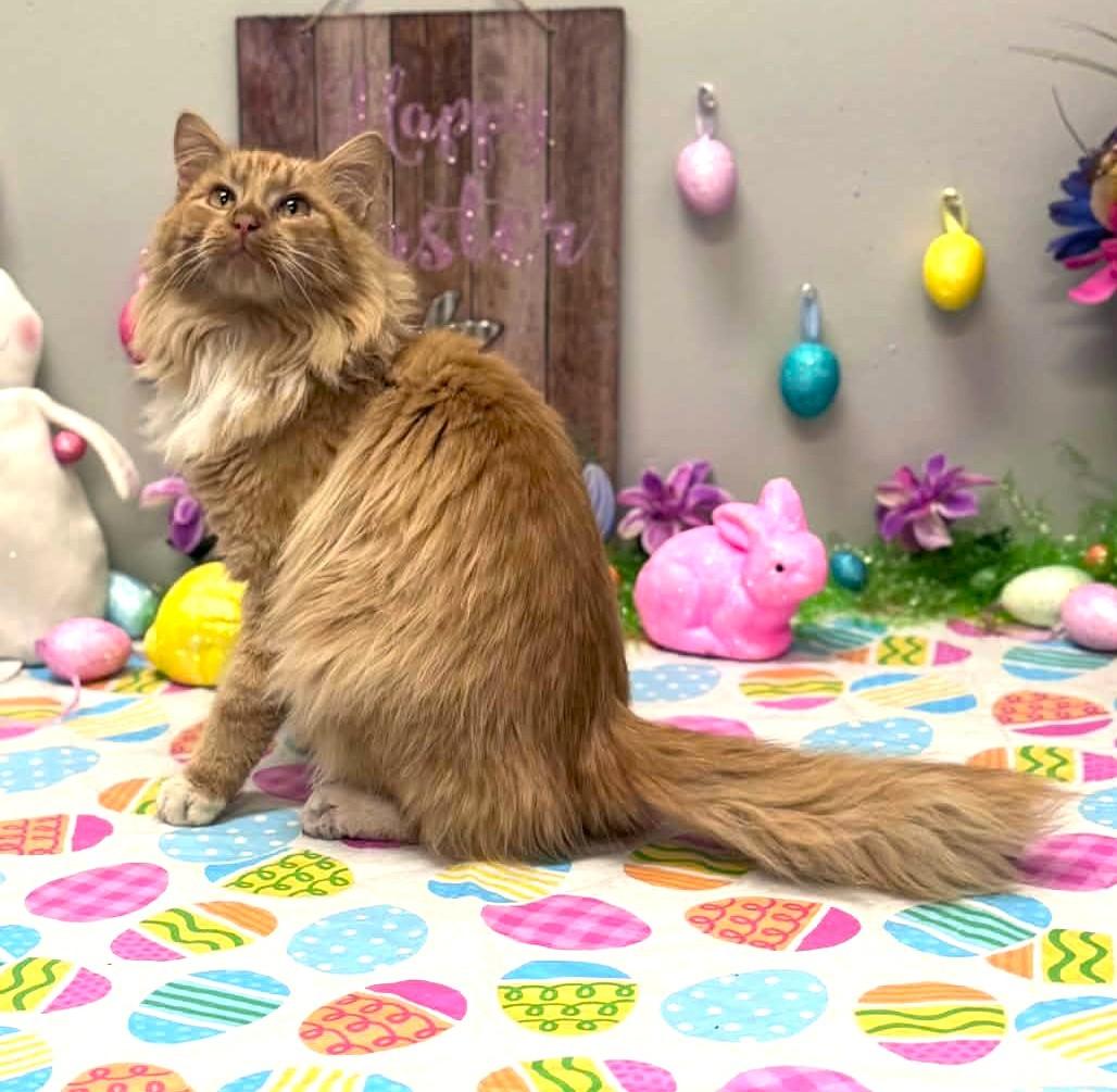 Enlarge Squash, an adopted mixed breed in Wedowee, AL image 6/6