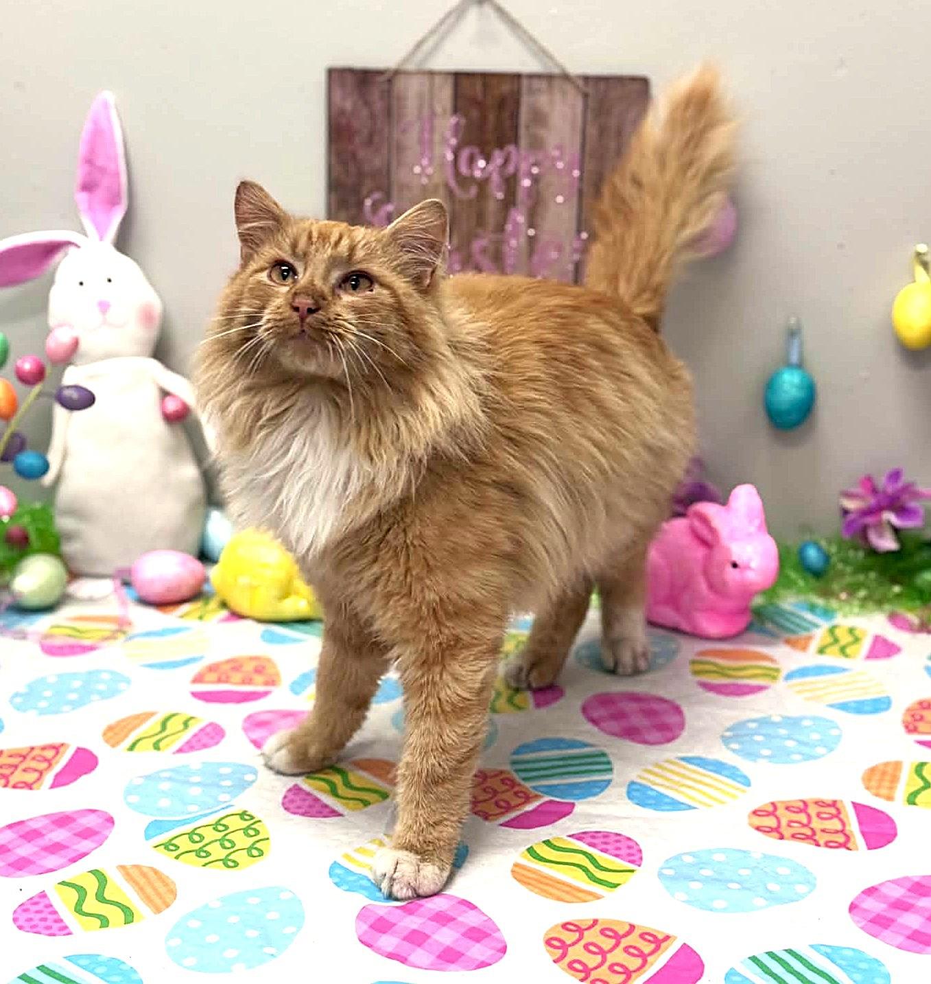 Enlarge Squash, an adopted mixed breed in Wedowee, AL image 2/6