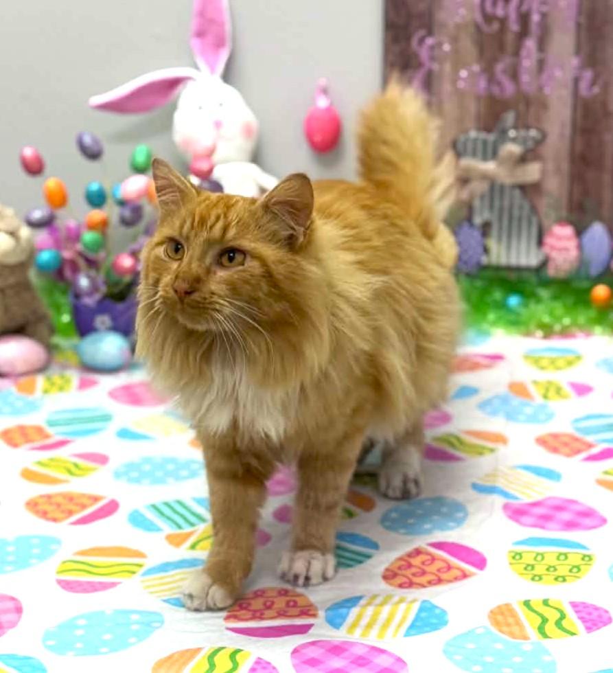 Enlarge Squash, an adopted mixed breed in Wedowee, AL image 3/6