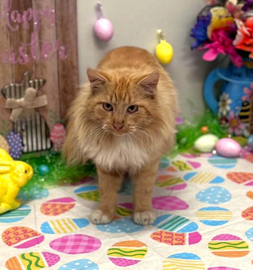 Enlarge Squash, an adopted mixed breed in Wedowee, AL image 5/6