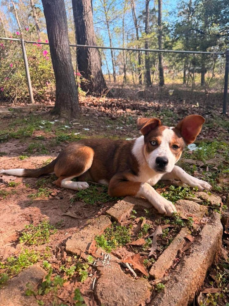 Theodora, a Adoptable mixed breed in WARNER ROBINS, GA image 2/4