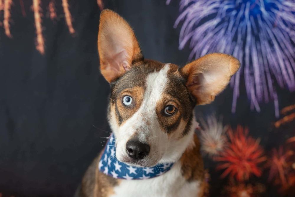 Enlarge Theodora, a Adoptable mixed breed in WARNER ROBINS, GA image 3/6