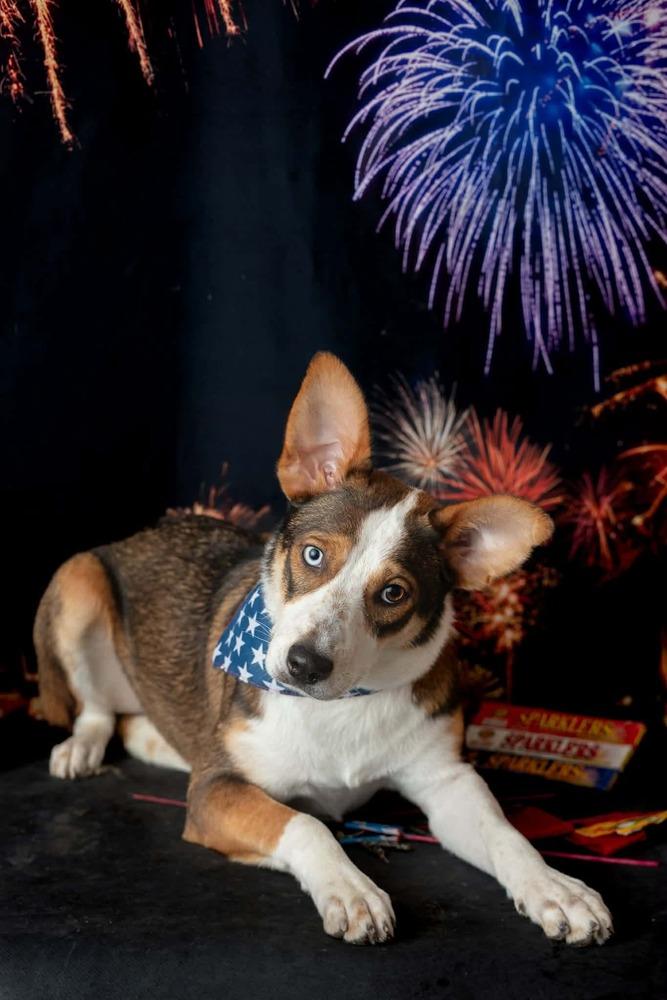 Enlarge Theodora, a Adoptable mixed breed in WARNER ROBINS, GA image 4/6
