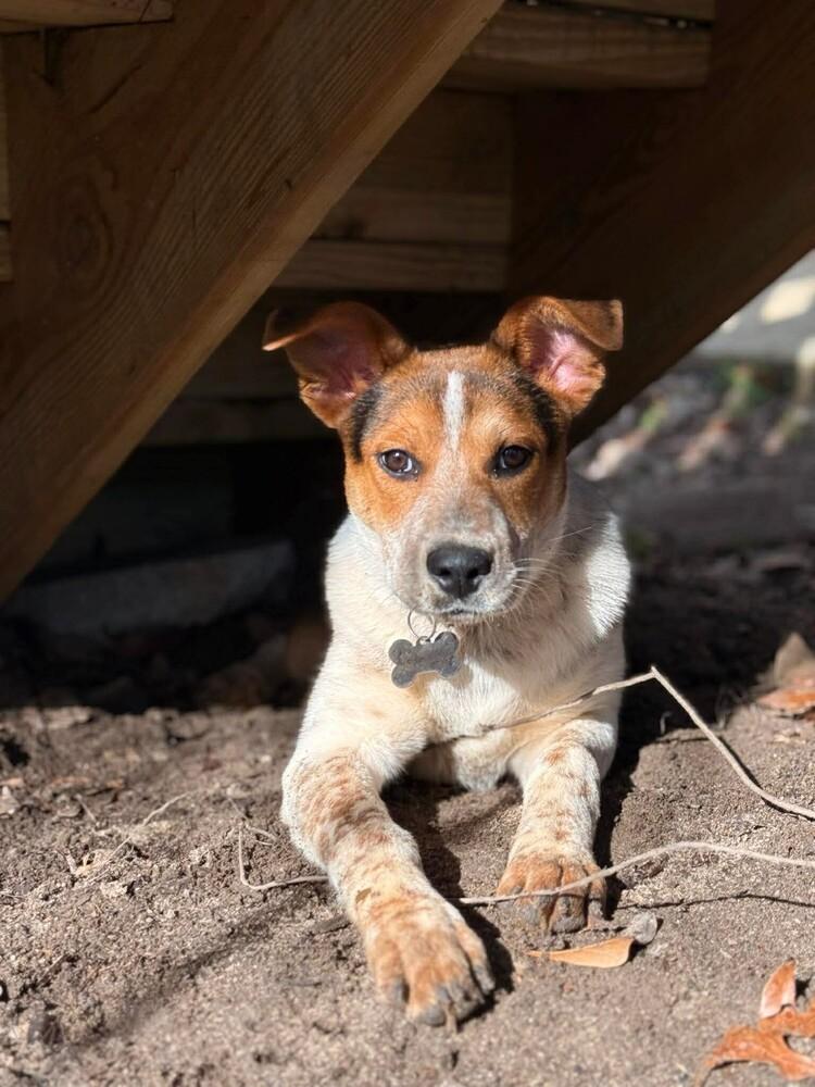 Theodora, Adoptable, Young Female Cattle Dog.