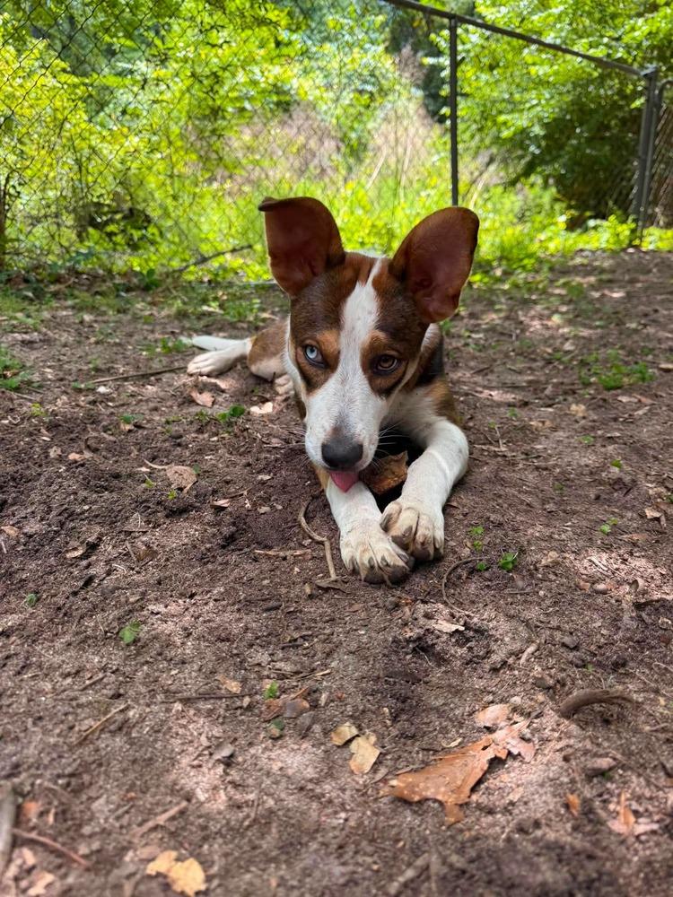 Theodora, a Adoptable mixed breed in WARNER ROBINS, GA image 3/4
