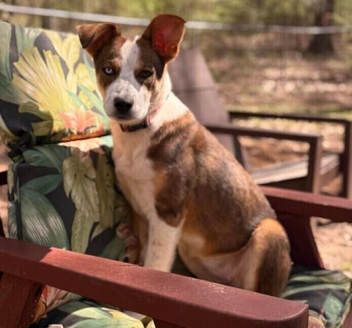 Enlarge Theodora, a Adoptable mixed breed in WARNER ROBINS, GA image 1/1