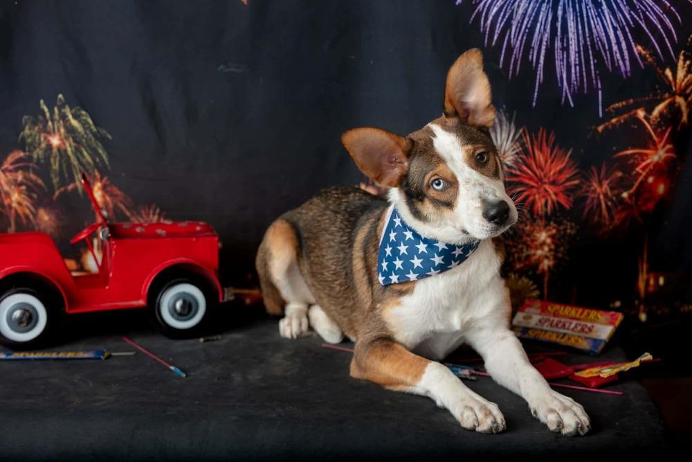 Enlarge Theodora, a Adoptable mixed breed in WARNER ROBINS, GA image 6/6