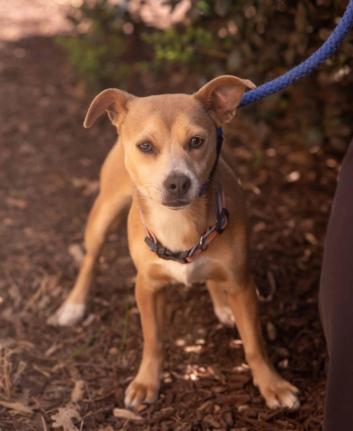 Enlarge OLIVE, a Adopted mixed breed in Griswold, CT image 1/3