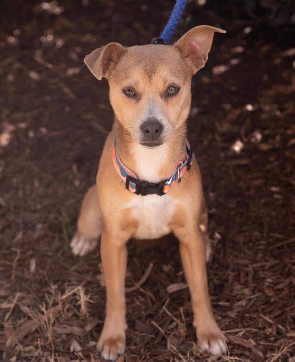 Enlarge OLIVE, a Adopted mixed breed in Griswold, CT image 3/3