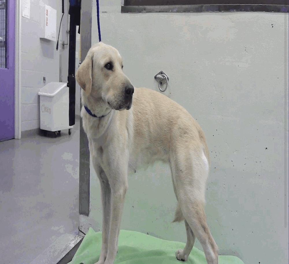 DeBrincat / Shar, Adoptable, Adult Female Labrador Retriever & Shar-Pei.