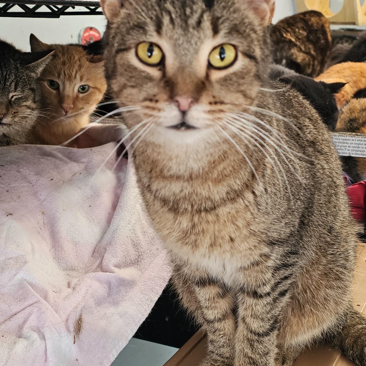 Enlarge Tulip, a ADOPTABLE Domestic Short Hair in Pardeeville, WI image 2/2