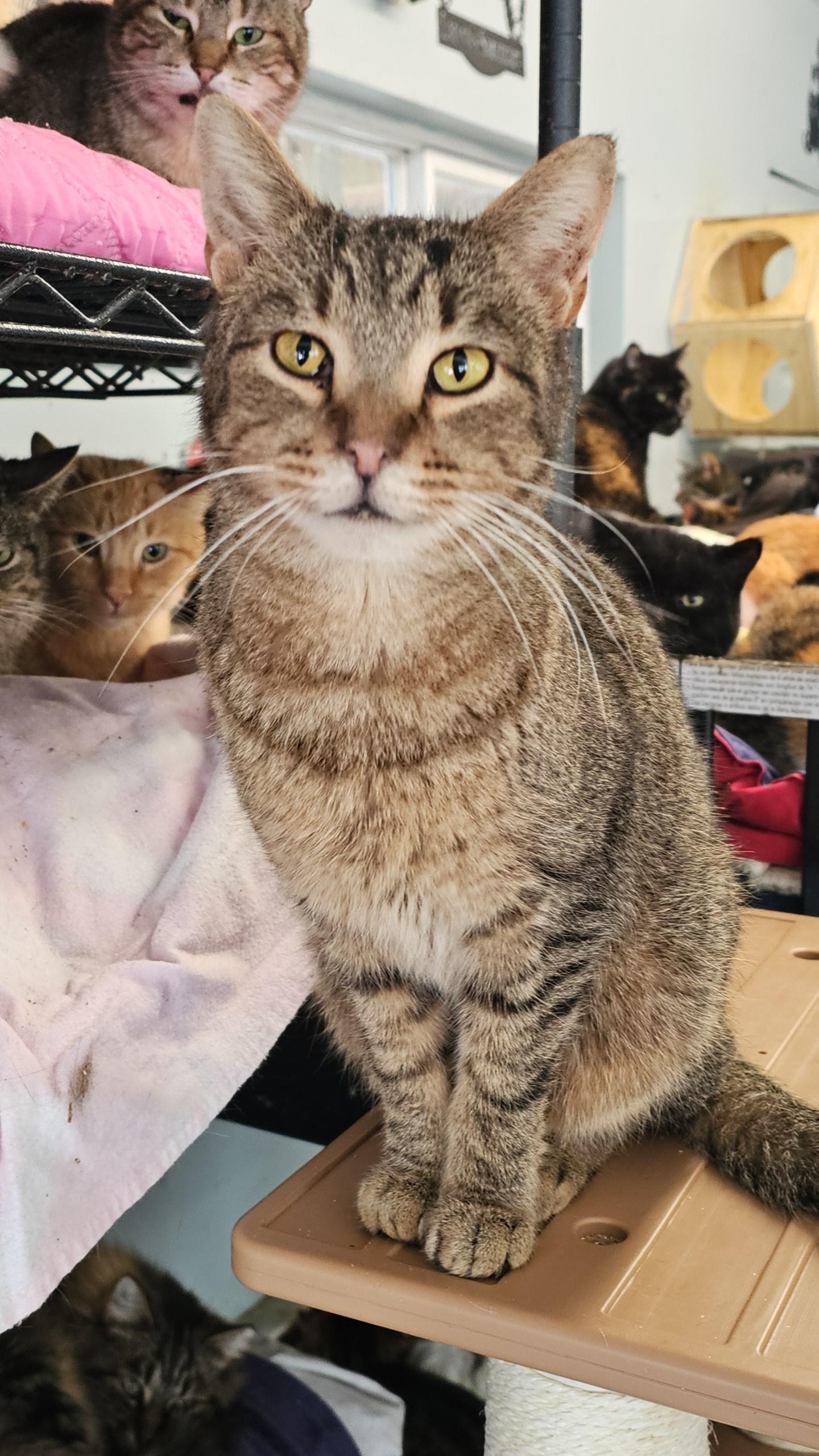 Tulip, ADOPTABLE, Adult Female Domestic Short Hair.