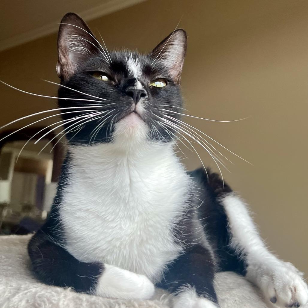 Enlarge Heidi, a Adoptable Domestic Short Hair in Houston, TX image 1/6
