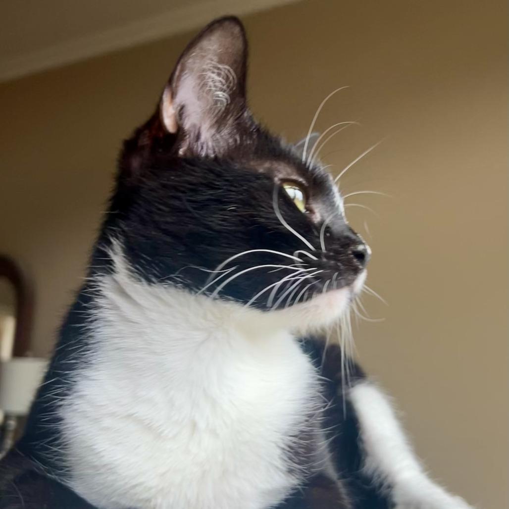 Enlarge Heidi, a Adoptable Domestic Short Hair in Houston, TX image 2/6