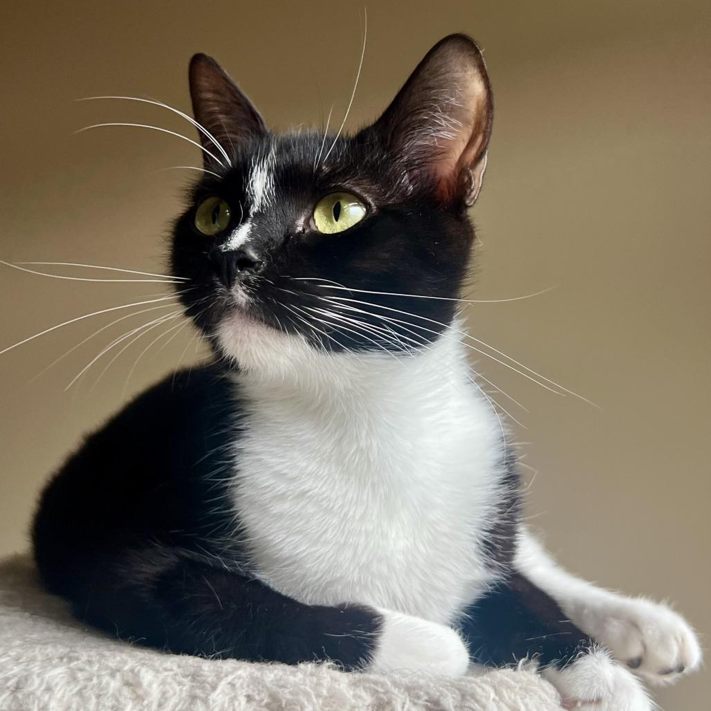 Enlarge Heidi, a Adoptable Domestic Short Hair in Houston, TX image 3/6
