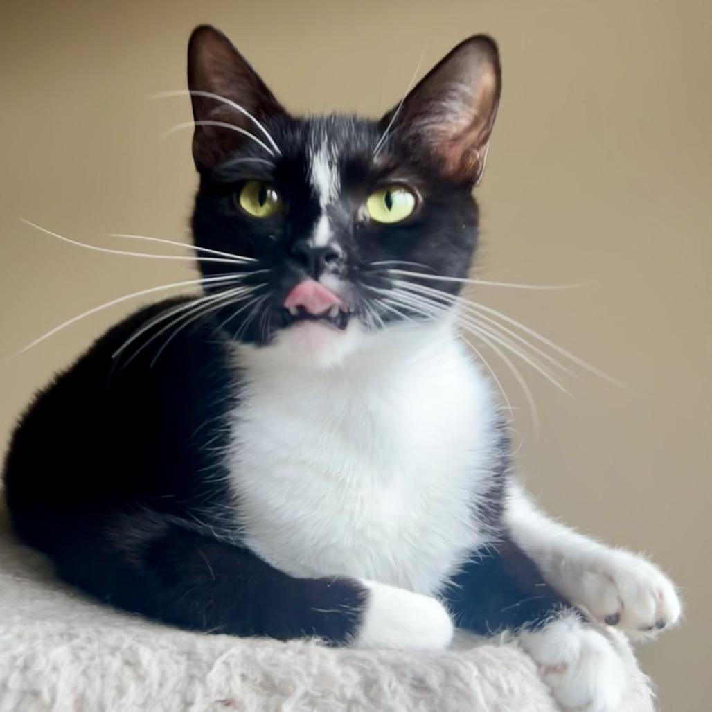 Enlarge Heidi, a Adoptable Domestic Short Hair in Houston, TX image 4/6