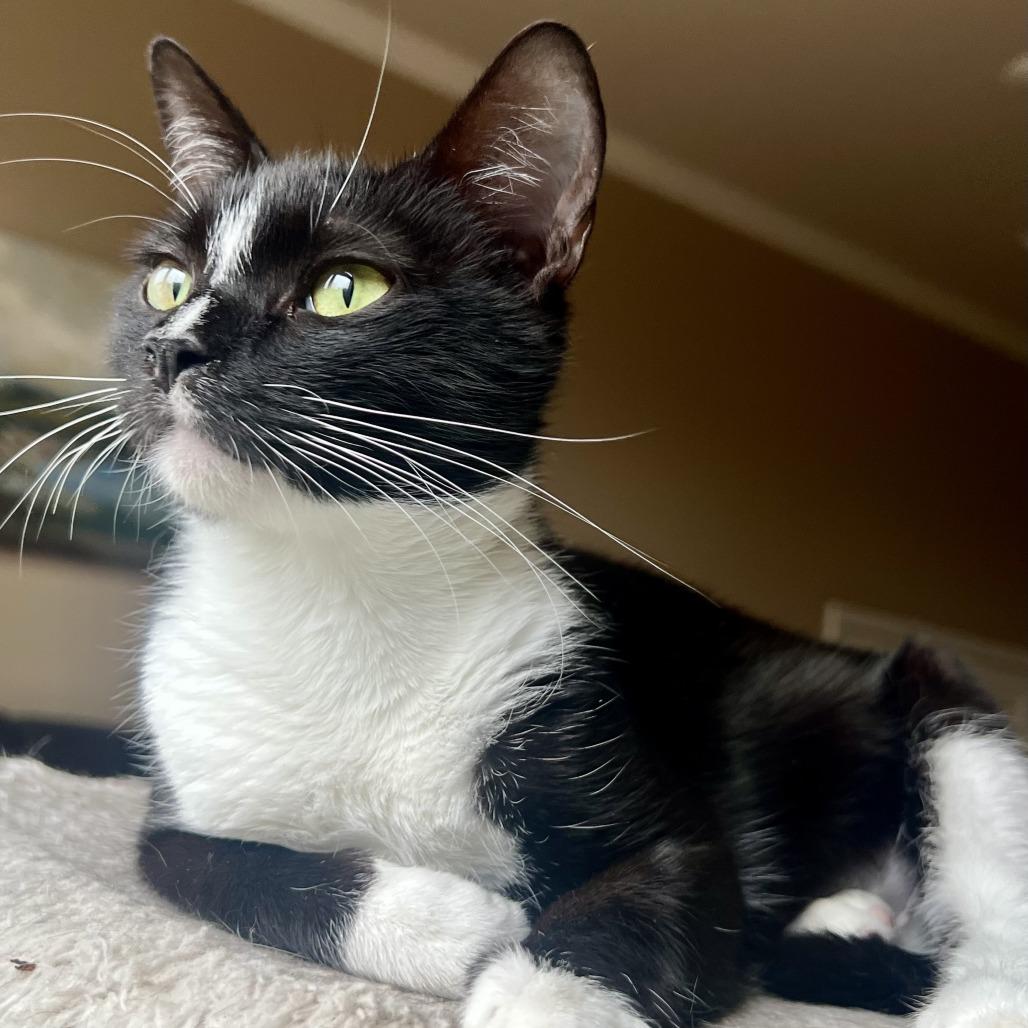 Enlarge Heidi, a Adoptable Domestic Short Hair in Houston, TX image 5/6